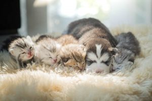 市内動物病院の年末年始開院状況について(西宮市動物管理センター)