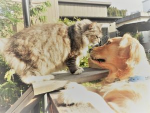 タイムズ門戸厄神駅前のリニューアル工事について